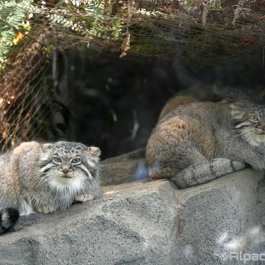 A photograph of Mei in Kobe Animal Kingdom