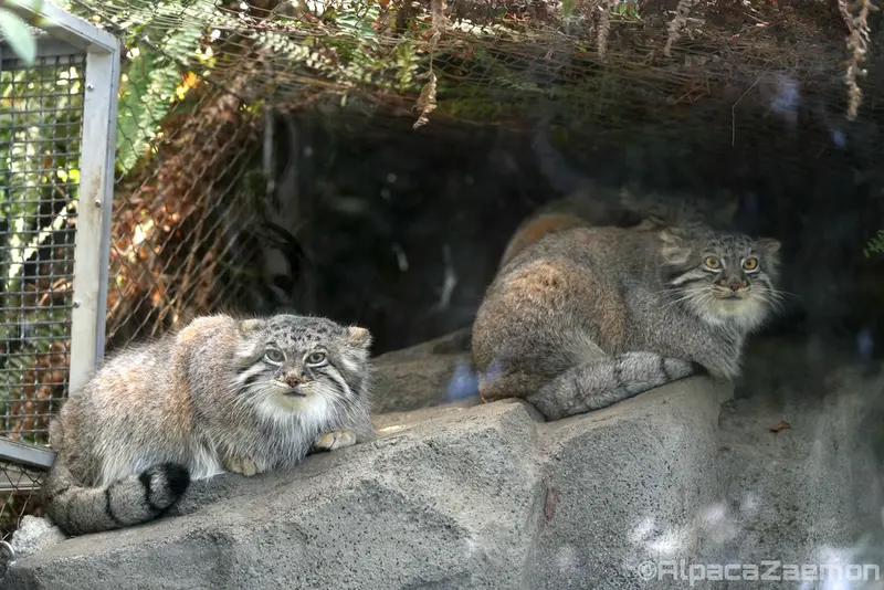 A photograph of Az, Oto, and Mei in Kobe Animal Kingdom