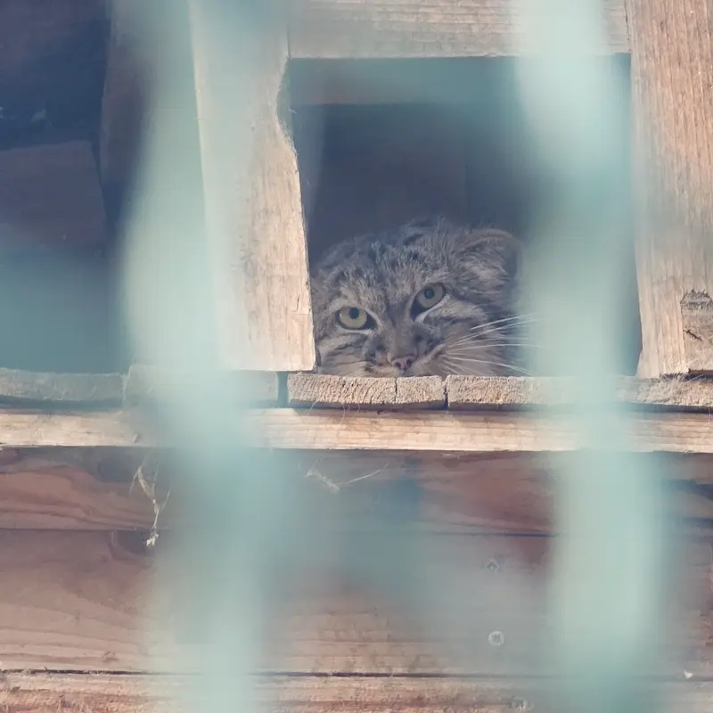 A photograph of a Pallas's cat in Budapest Zoo & Botanical Garden