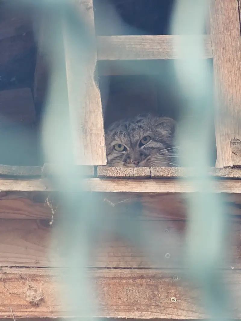 A photograph of a Pallas's cat in Budapest Zoo & Botanical Garden