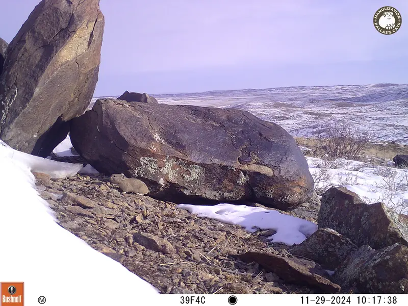 A photograph of Kazakh pika from Koshkar camera trap
