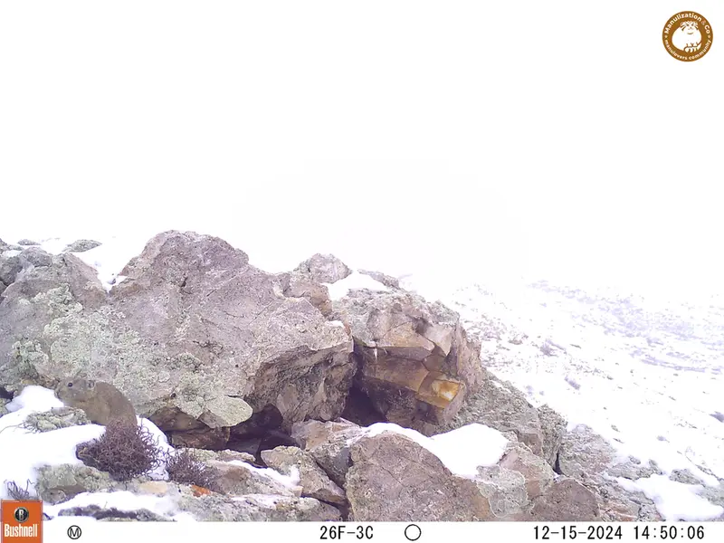A photograph of Pika from Besshoky 1 camera trap