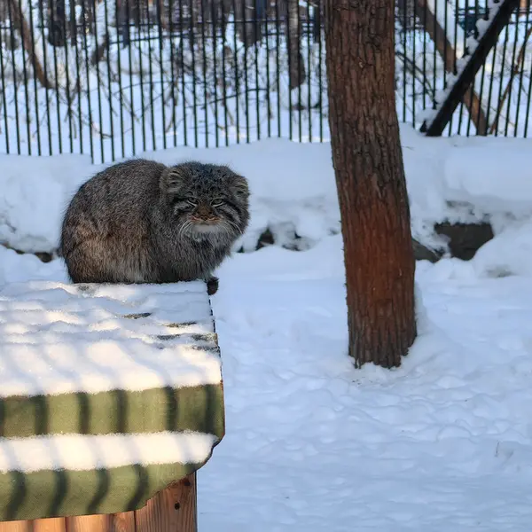 A photograph of Son of Lolo 2024 Ⅲ in Novosibirsk Zoo