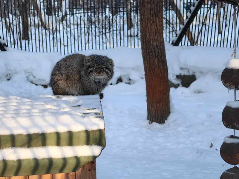A photograph of Son of Lolo 2024 Ⅲ in Novosibirsk Zoo