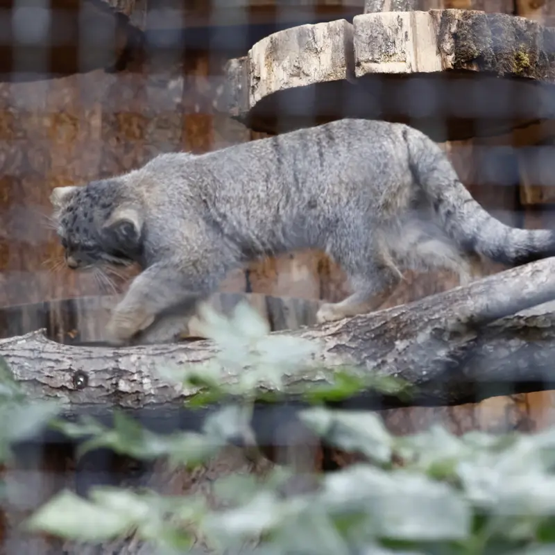 A photograph of a Pallas's cat