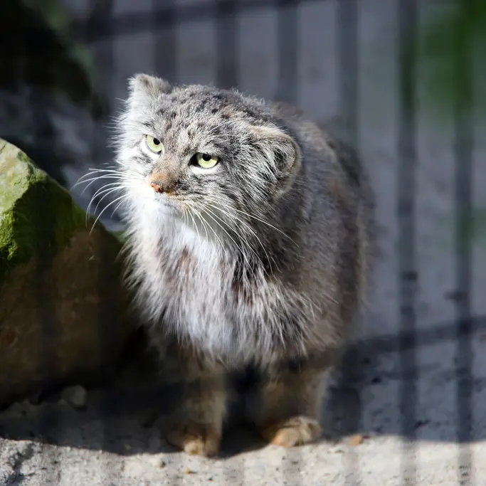 A photograph of Tsas in Kraków Zoo