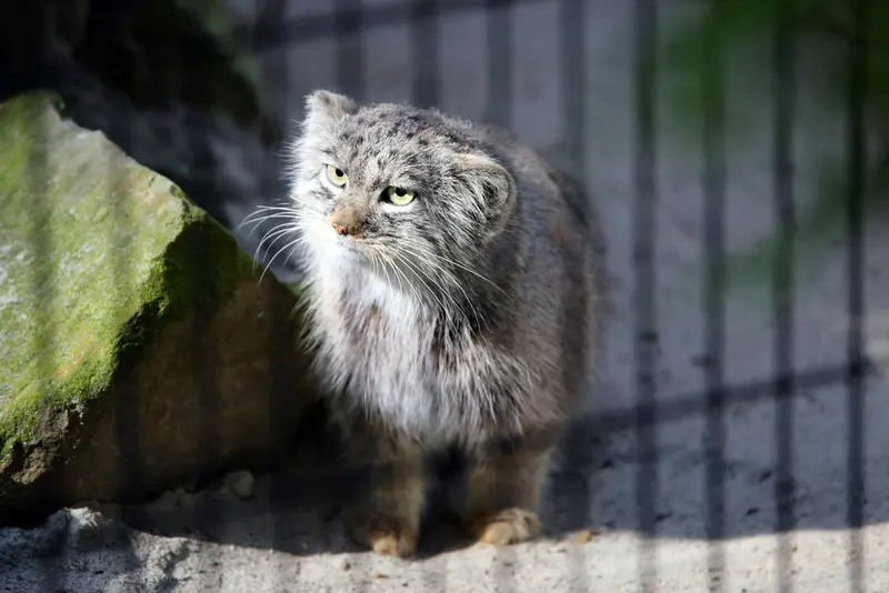 A photograph of Tsas in Kraków Zoo