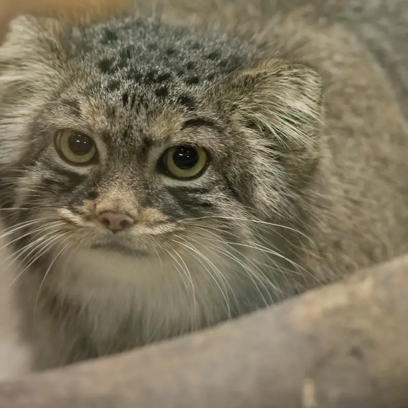 A photograph of Shafran in Ueno Zoological Gardens