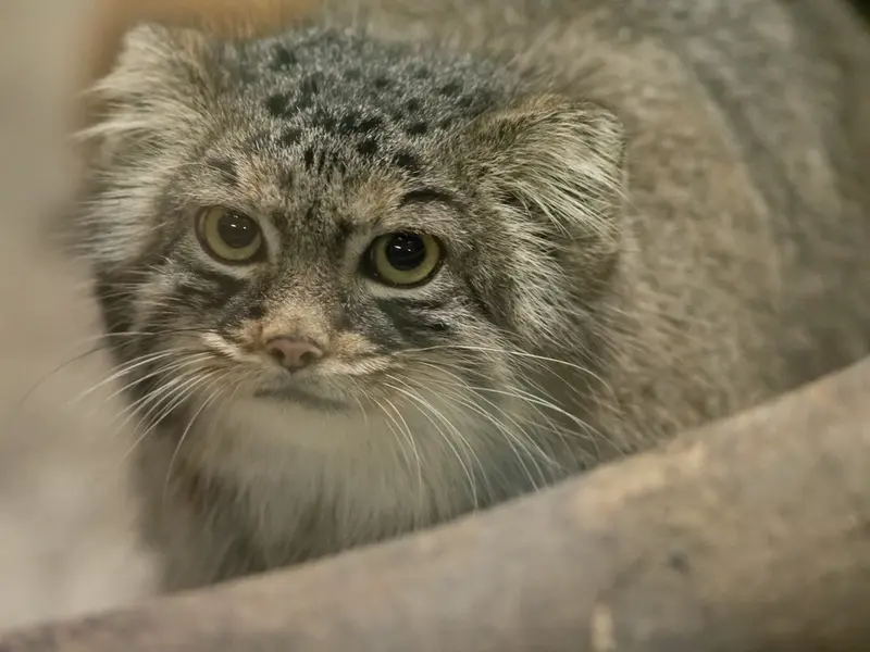 A photograph of Shafran in Ueno Zoological Gardens