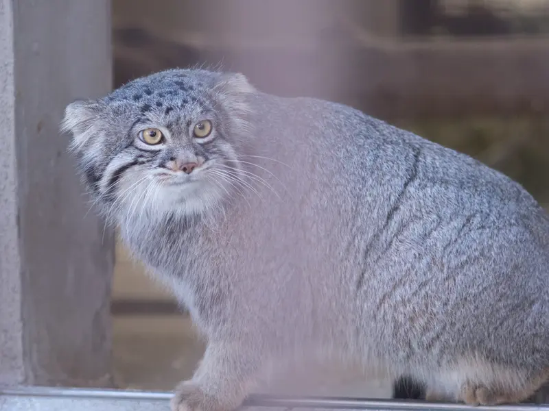 A photograph of Figa in Nogeyama Zoo