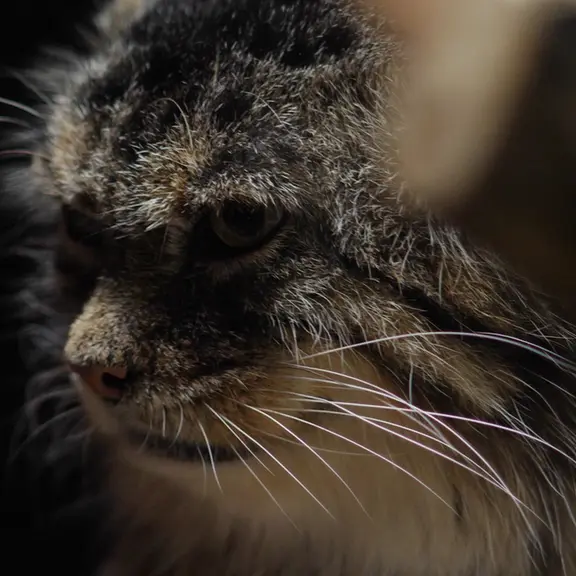A photograph of a Pallas's cat in Ueno Zoological Gardens