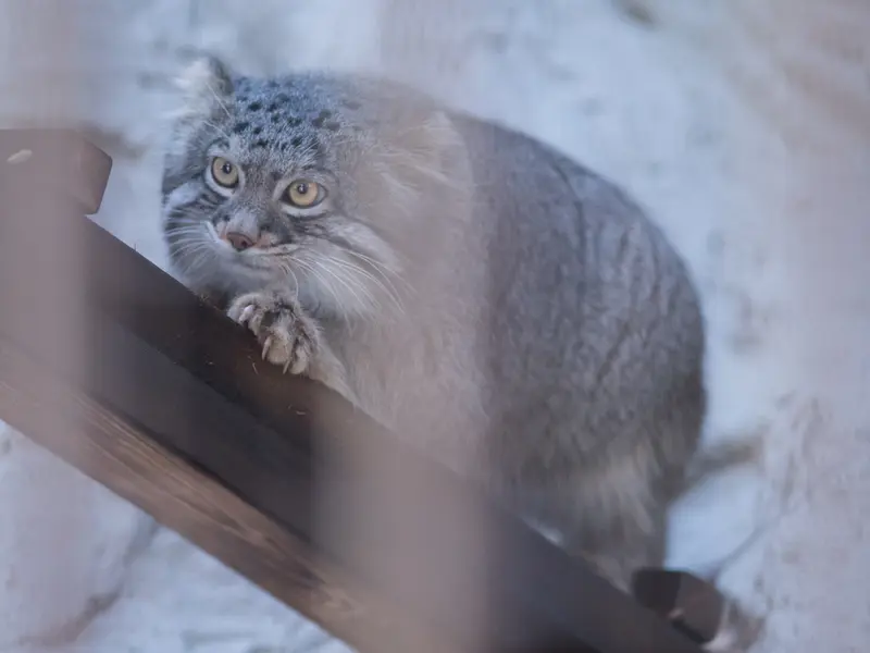 A photograph of Figa in Nogeyama Zoo