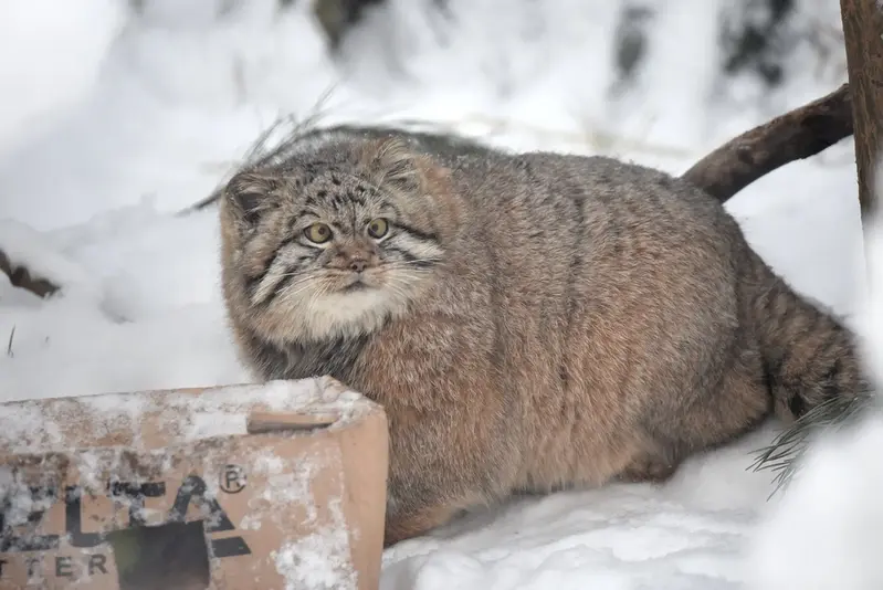 Manul of the day