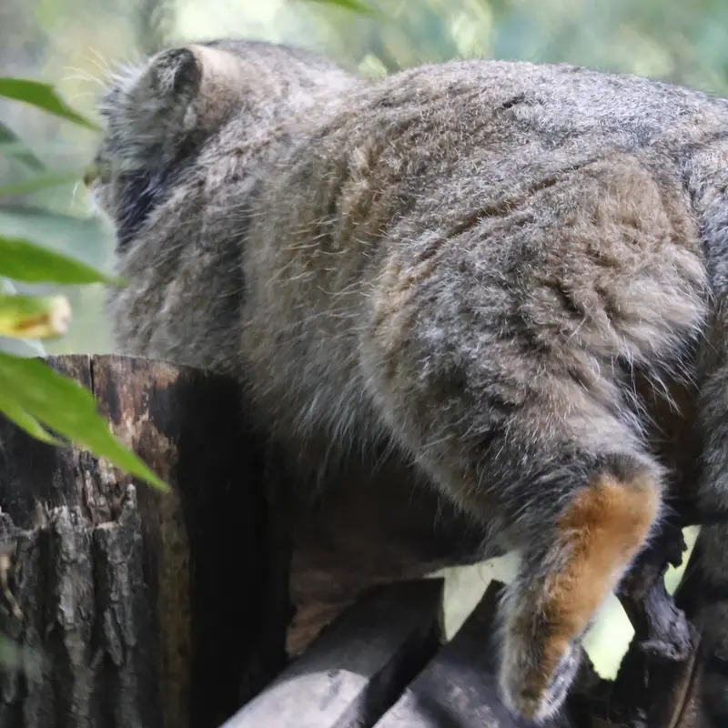 A photograph of Zosya in Novosibirsk Zoo