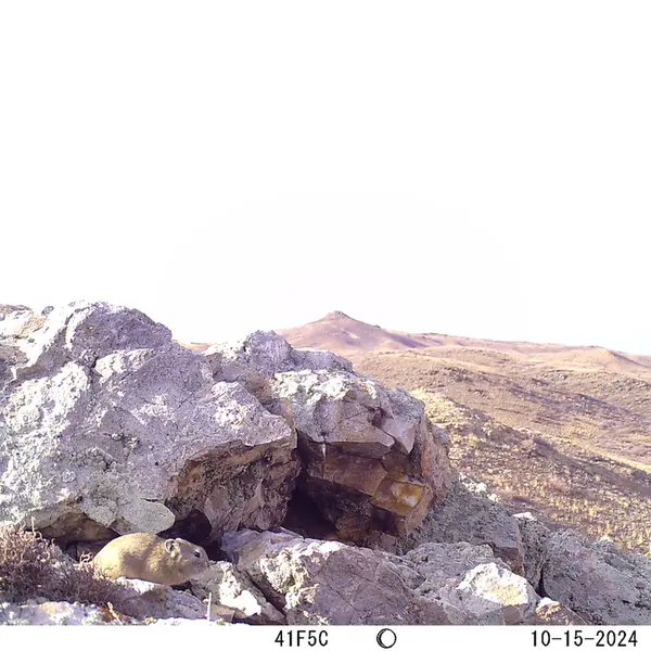 A photograph of Pika from Besshoky 1 camera trap