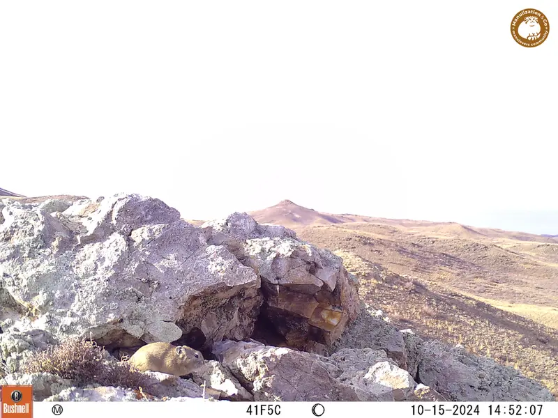 A photograph of Pika from Besshoky 1 camera trap
