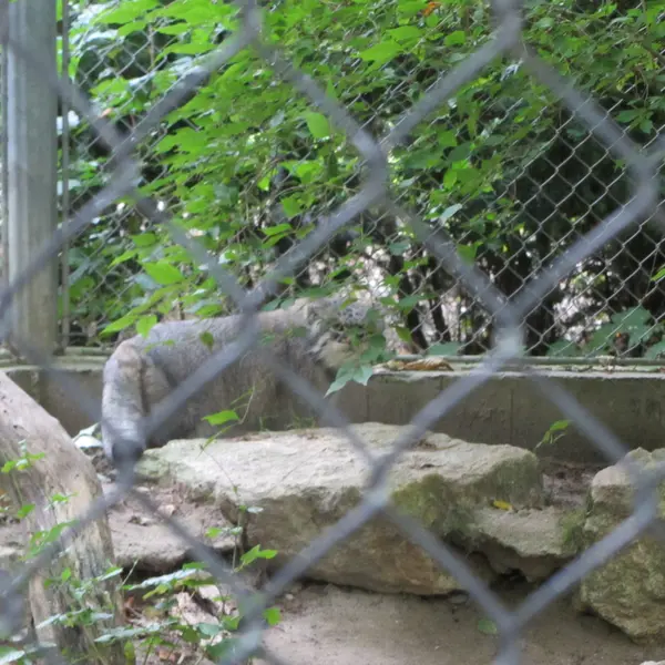 A photograph of Oural in Mulhouse Zoological and Botanical Park