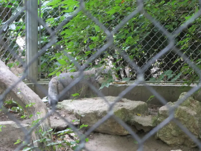 A photograph of Oural in Mulhouse Zoological and Botanical Park