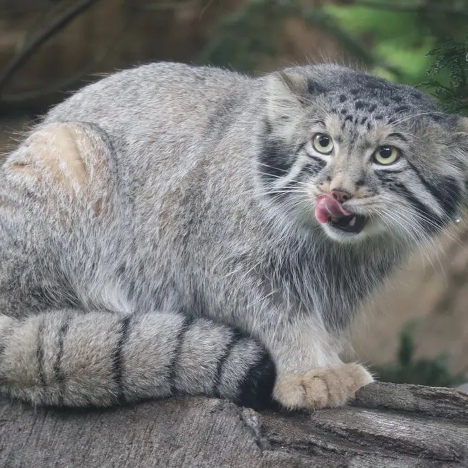 A photograph of Nagomu in Nasu Animal Kingdom