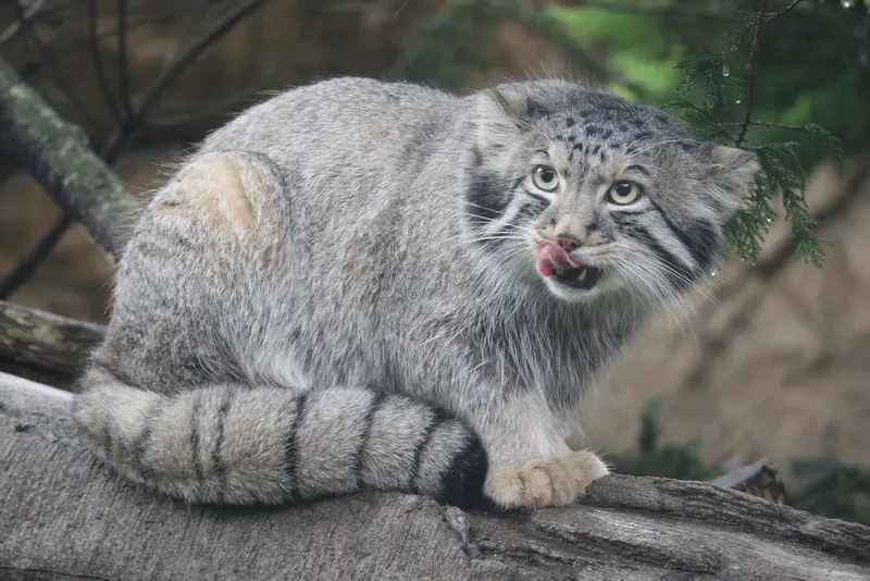 A photograph of Nagomu in Nasu Animal Kingdom