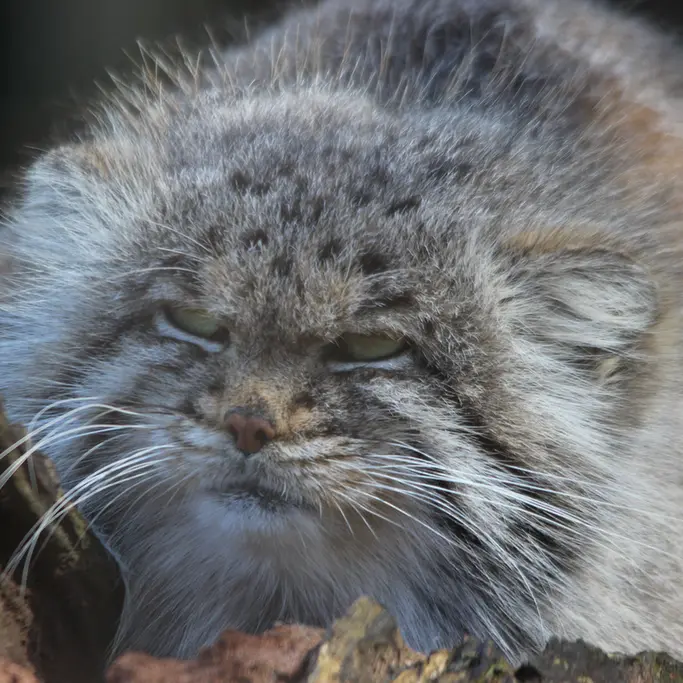A photograph of Buck in Banham Zoo