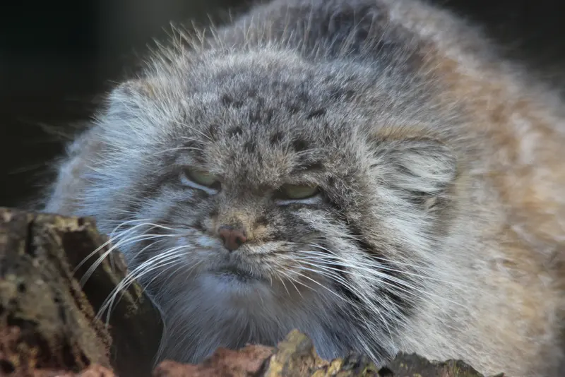 A photograph of Buck in Banham Zoo