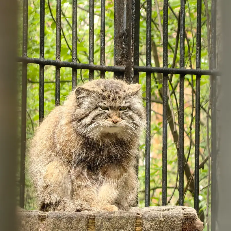A photograph of Sylvester in Novosibirsk Zoo