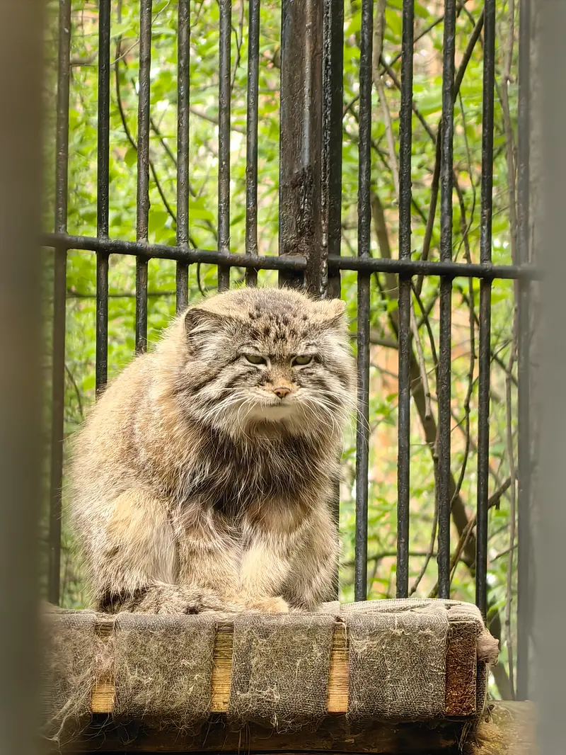 A photograph of Sylvester in Novosibirsk Zoo