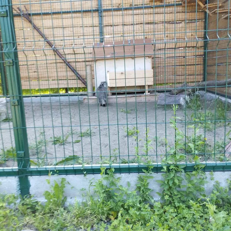 A photograph of Chip in Barnaul zoo “Lesnaya skazka”