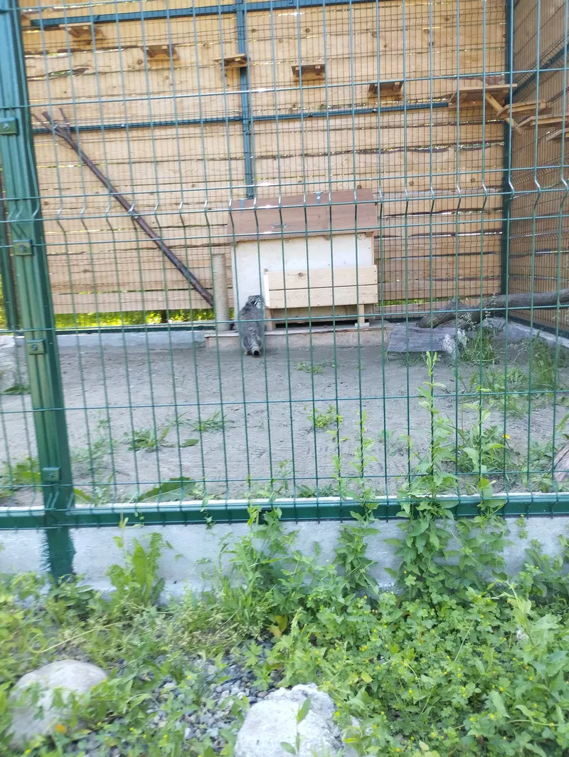 A photograph of Chip in Barnaul zoo “Lesnaya skazka”