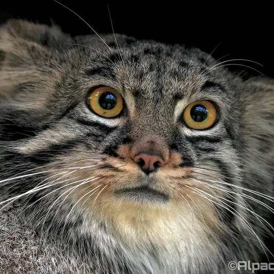 A photograph of Mei in Kobe Animal Kingdom