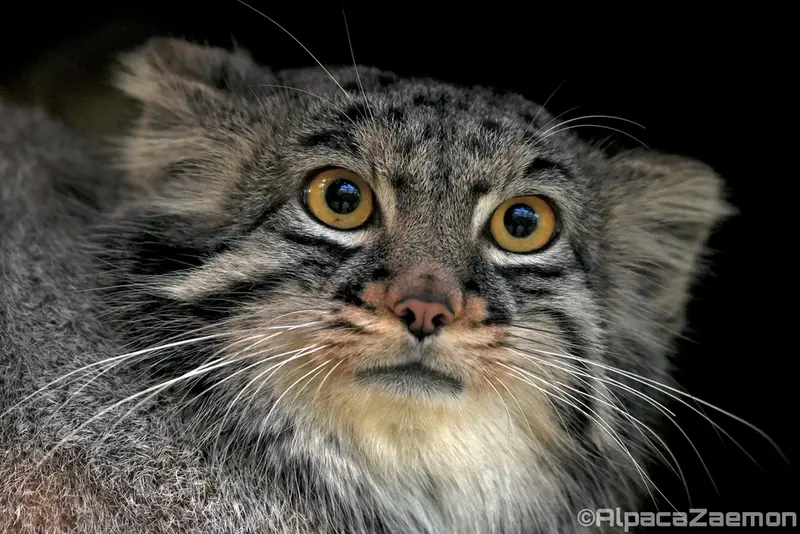 A photograph of Mei in Kobe Animal Kingdom