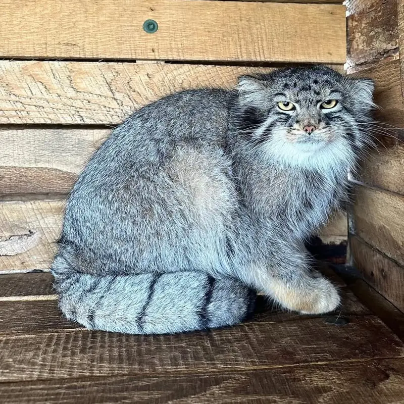 A photograph of a Pallas's cat in Safari North Wildlife Park