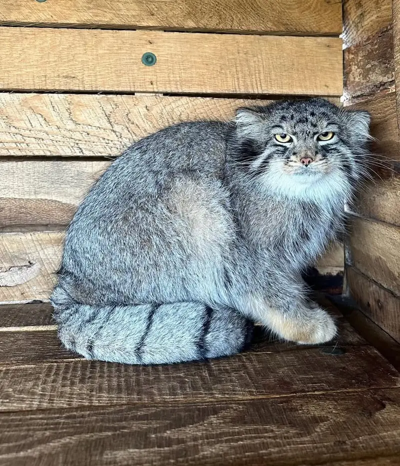 A photograph of a Pallas's cat in Safari North Wildlife Park