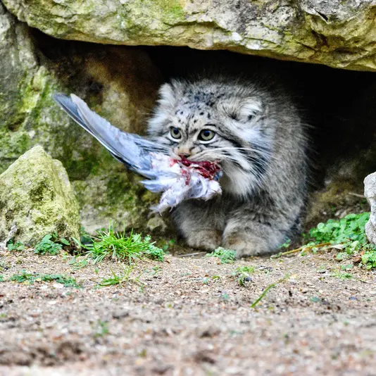 A photograph of Atlan in Port Lympne Wild Animal Park