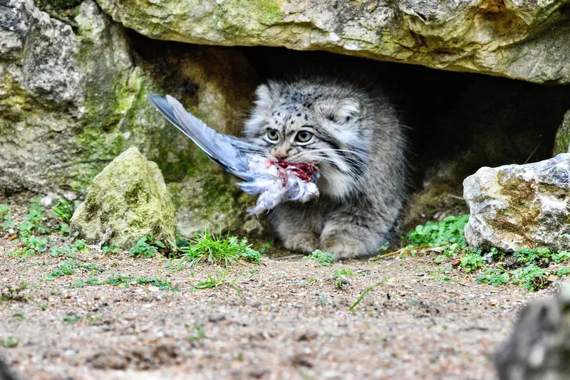 A photograph of Atlan in Port Lympne Wild Animal Park