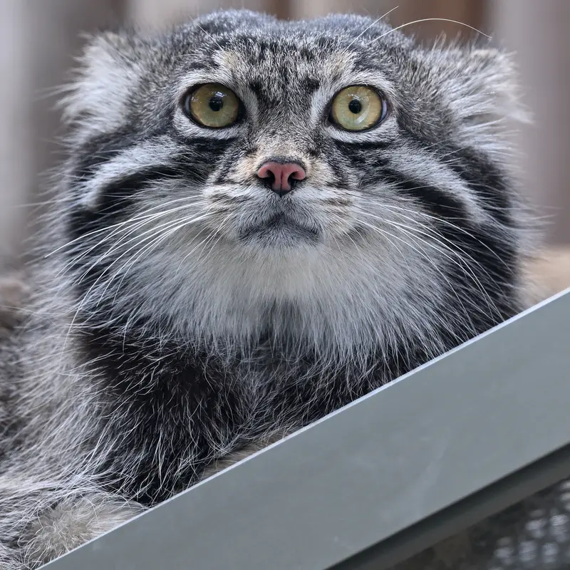 A photograph of Nar in Kobe Animal Kingdom