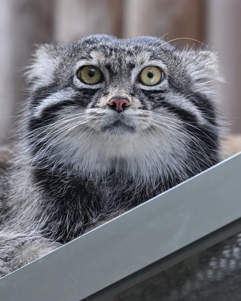 A photograph of Nar in Kobe Animal Kingdom