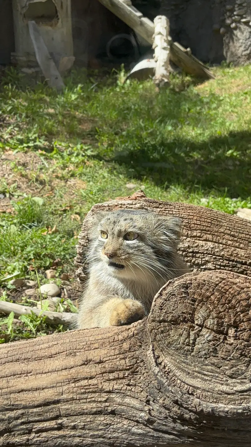 Phil Is Out While Odlha and Khir Prepare for Another Breeding Season Behind the Scenes—Already?!