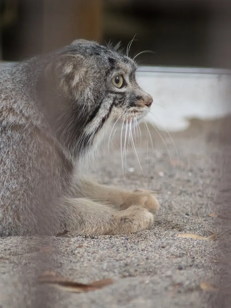 A photograph of Figa in Nogeyama Zoo