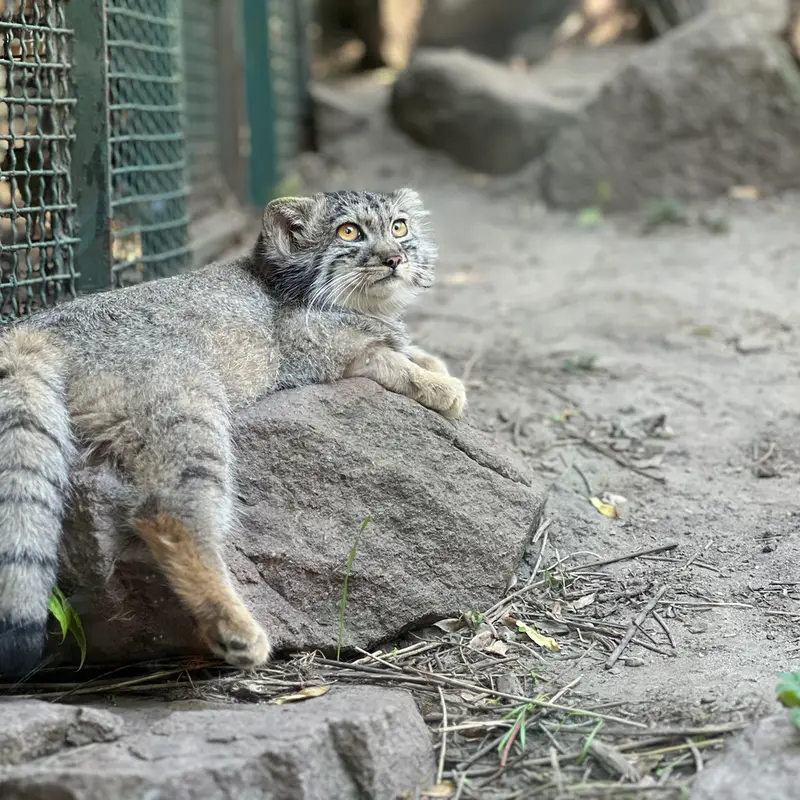 A photograph of Boris Ⅱ in Budapest Zoo & Botanical Garden
