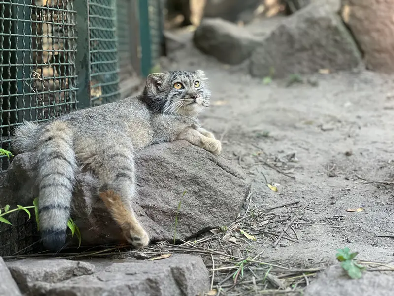 A photograph of Boris Ⅱ in Budapest Zoo & Botanical Garden
