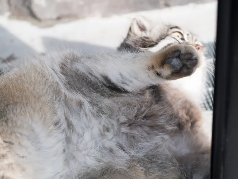 A photograph of Grusha in Asahiyama Zoo