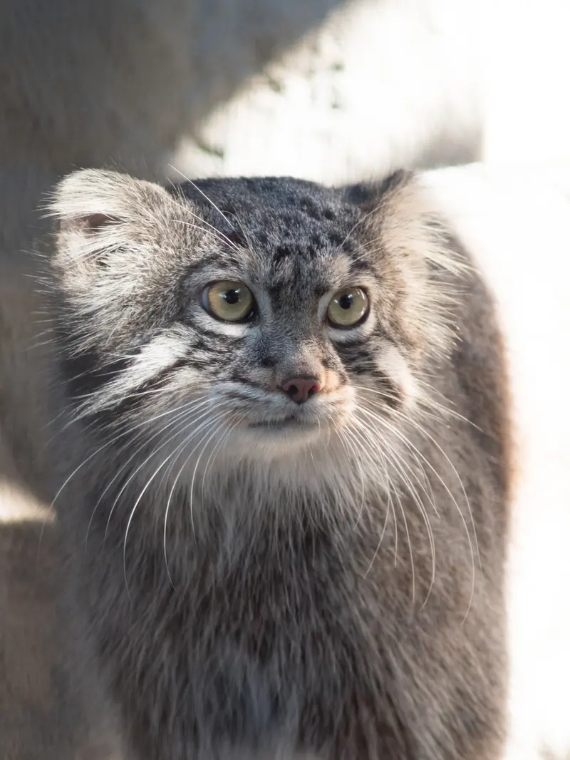 A photograph of Figa in Nogeyama Zoo