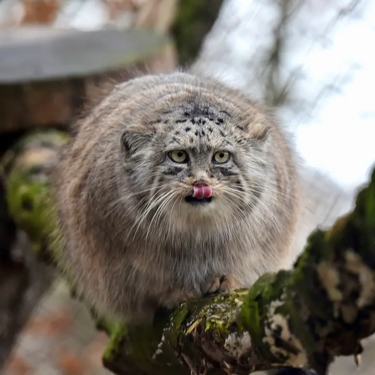 A photograph of Rosa in Brno Zoo