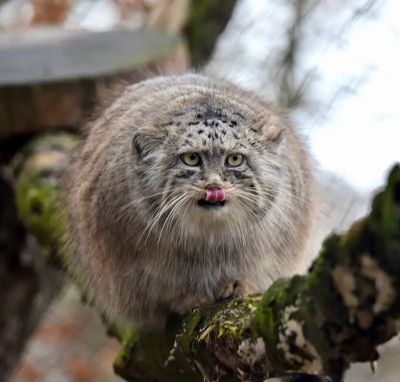 A photograph of Rosa in Brno Zoo