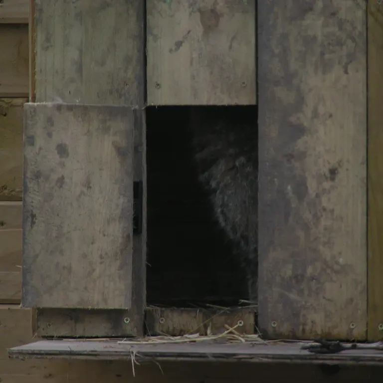 A photograph of Altai in The Lakeland Wildlife Oasis