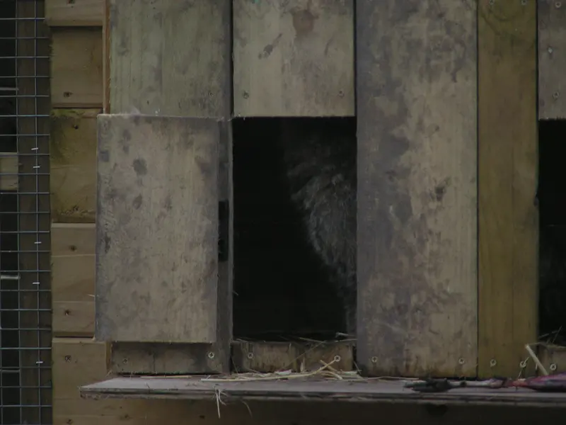 A photograph of Altai in The Lakeland Wildlife Oasis