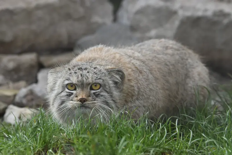 A photograph of a Pallas's cat in The Lakeland Wildlife Oasis