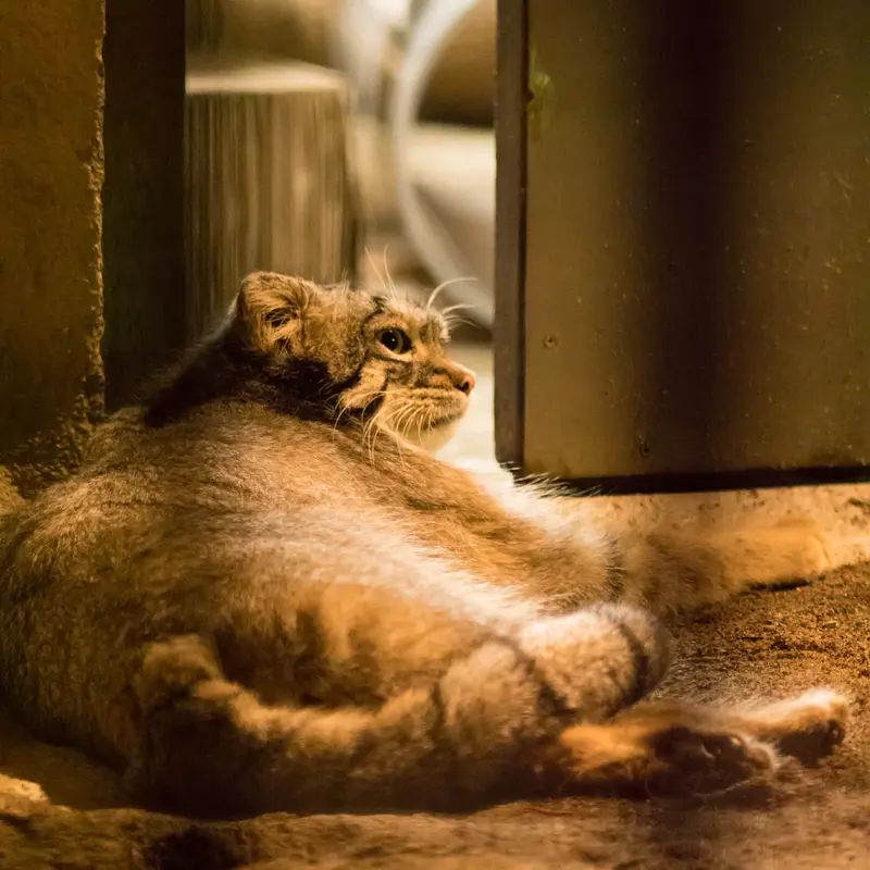 A photograph of Figa in Nogeyama Zoo